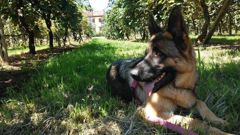 Agriturismo B&B Corte Tonolli Valeggio sul Mincio Luaran gambar